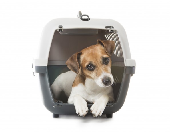 american airlines pet carry on