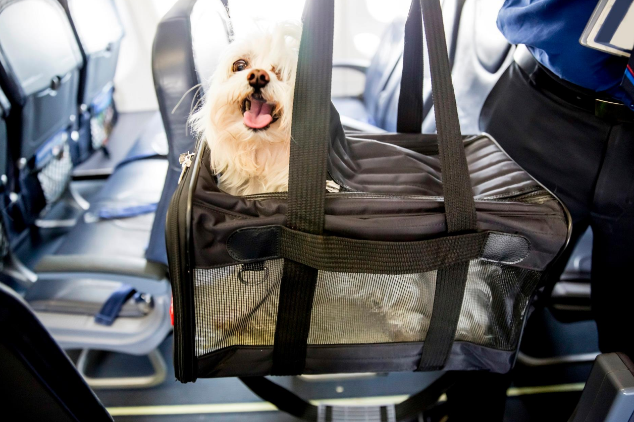 Hit the Skies with Spot Tips for Traveling with Pets