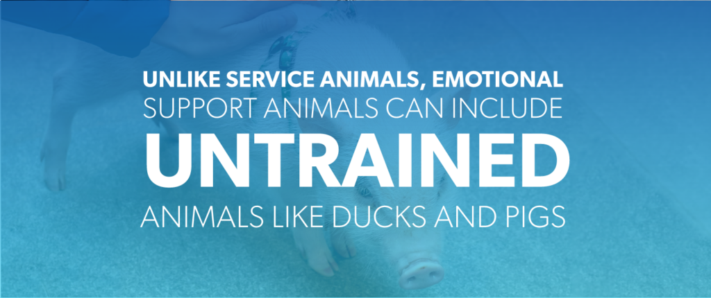 Unlike service animals, emotional support animals can include untrained animals like ducks and pigs.